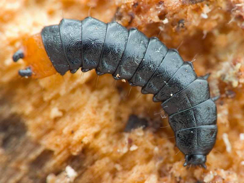 Lygistopterus sanguineus (Linnaeus, 1758)